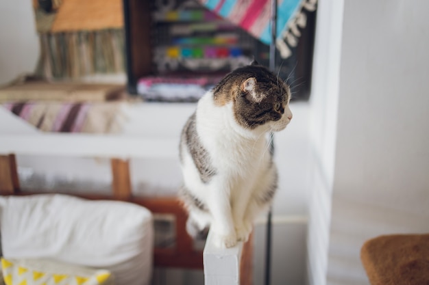 Schattige tabby kat zittend op de keukenvloer en staren naar de camera