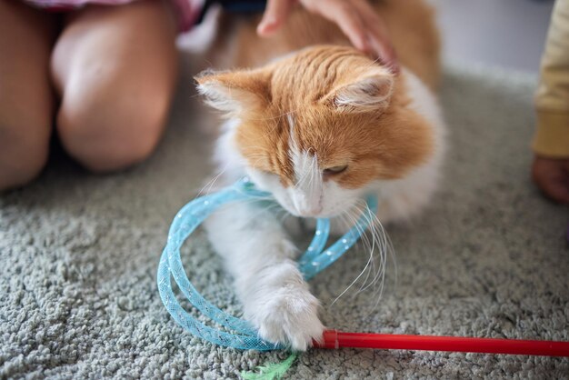 Schattige tabby kleine kitten Europese korthaar kat in handen