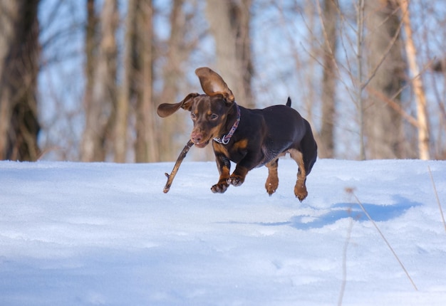 Foto schattige teckel pup spelen met een stok in een winter park