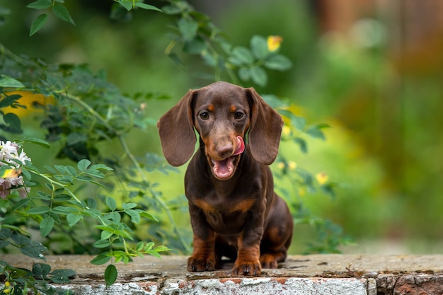 Schattige teckel pup zittend op natuurlijke achtergrond