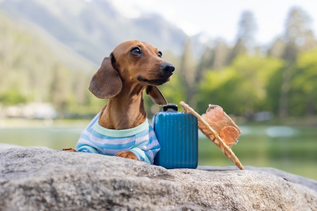 Schattige teckelhond op reis een teckelhond in zonnebril een strohoed en zomerkleren