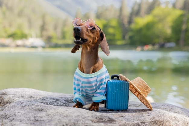 Schattige teckelhond op reis een teckelhond in zonnebril een strohoed en zomerkleren