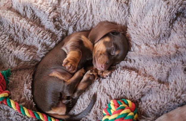 Schattige teckelpuppy slaapt op een zacht kleed met speelgoed