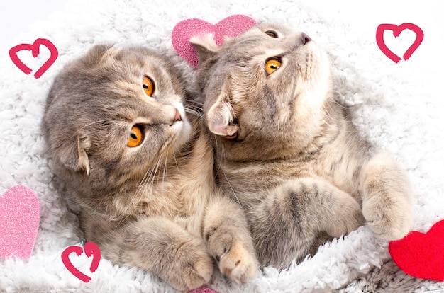 Schattige twee katten die met rode en roze harten liggen rasechte scottish fold kat op bed concepten van liefde, je missen, liefde katten gebroken hart, neerslachtig voelen