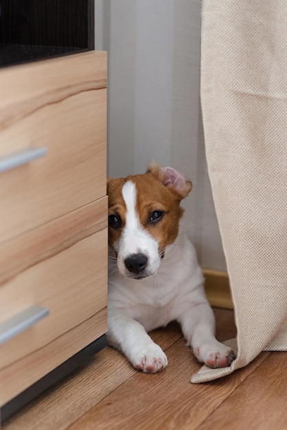 Schattige vijf maanden oude Jack Russell Terrier-puppy met gevouwen oren thuis Schattige slaperige Jack Russell Terrier op de vloer achter een gordijn