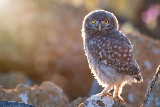 Schattige vogel - Jonge Steenuil (Athene noctua) staande op een rots op een kleurrijke achtergrond.