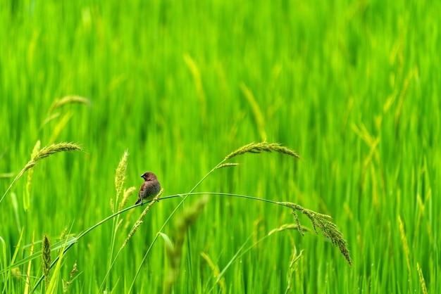 Schattige vogeltjes in groene rijstvelden