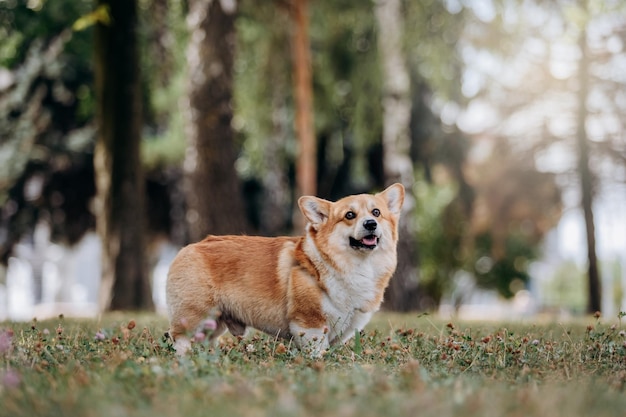 Schattige volwassen hond Welsh Corgi Pembroke loopt in het stadspark in de zomer