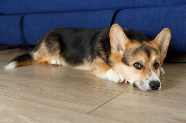 Schattige Welsh Corgi die op een vloer ligt en in de camera kijkt