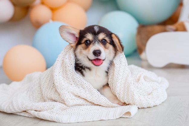 Schattige Welsh Corgi puppy bedekt met een deken