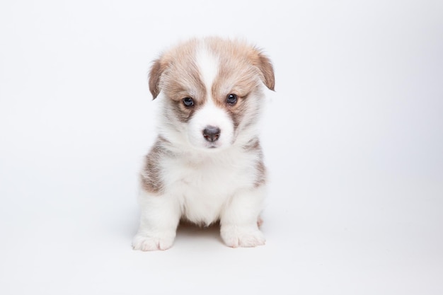 Schattige Welsh corgi puppy is geïsoleerd op een witte geïsoleerde achtergrond schattige huisdieren concept