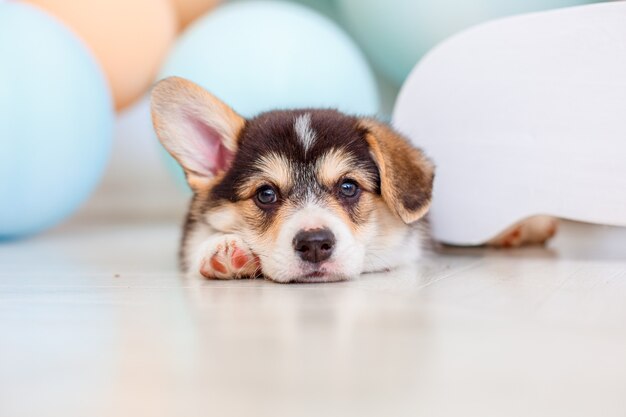 Schattige Welsh Corgi puppy met ballonnen