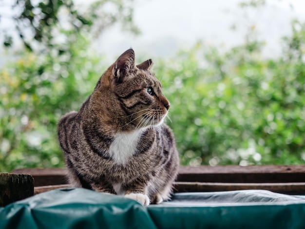 Schattige wilde kat zittend op een tafel