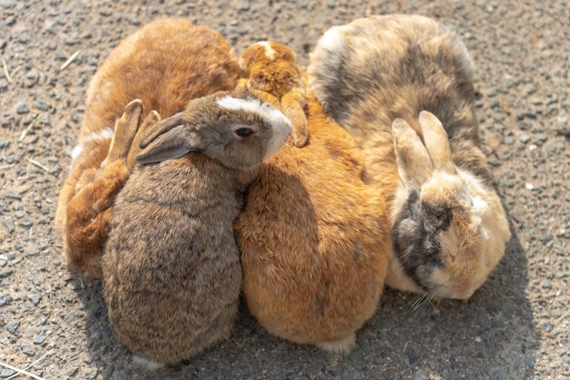 Schattige wilde konijnen op het eiland Okunoshima bij zonnig weer, ook wel bekend als het konijneneiland