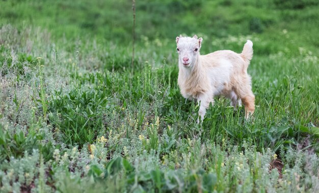 Schattige witte babygeit in groen gras van de weide.