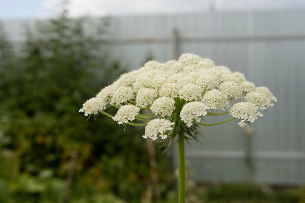 Schattige witte bloemen in de tuin