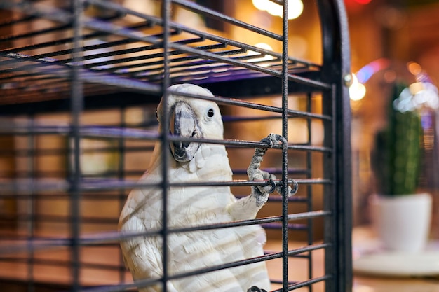 Schattige witte Cacatua kaketoe papegaai in kooi in café interieur achtergrond grappige binnenlandse vogel