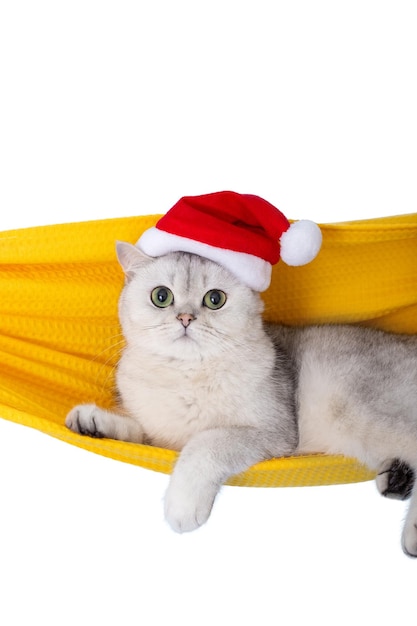 Schattige witte kat in een rode kerstman hoed rustend in een gele stoffen hangmat