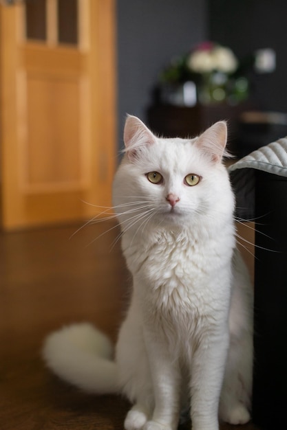 Schattige witte pluizige kat zit naast het bed in de slaapkamer