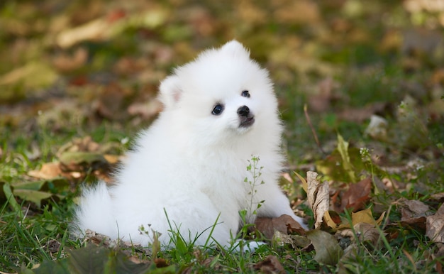 Schattige witte Pommeren puppy in de straat voor het eerst in zijn leven