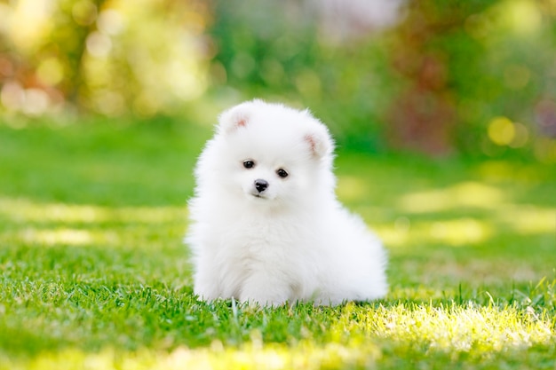 Schattige witte Pommeren puppy spitz