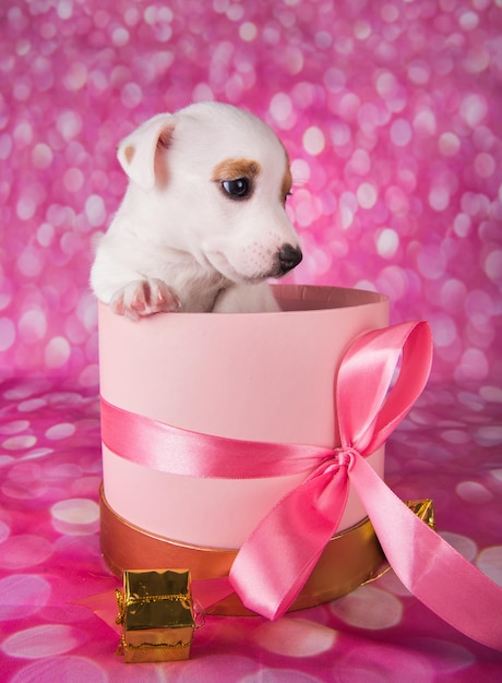 Schattige witte puppy hondje op roze doos met strik