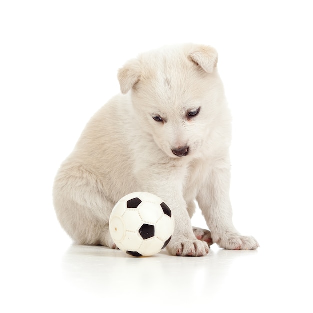 Schattige witte puppy staren op een voetbal