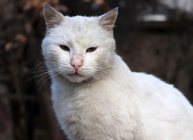 Schattige witte tabby zwerfkat