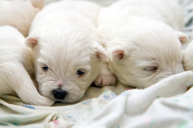 Schattige witte terriër pups slapen in bed