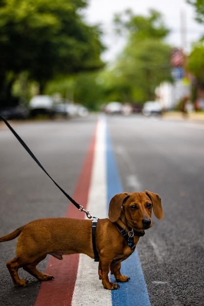 Schattige worstje hond op een wandeling buiten