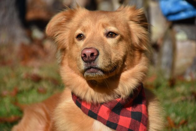 Foto schattige yarmouth toller-hond met een geruite bandana