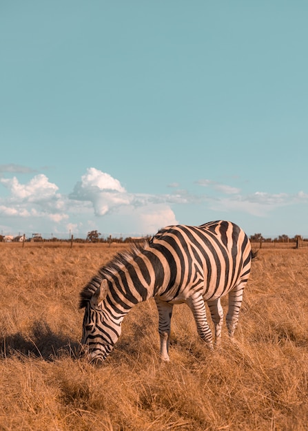 Schattige zebra wandelen langs de prairie en gras eten op een zonnige dag wild paard in het reservaat