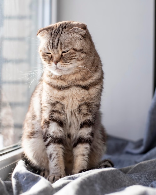 Schattige zeer trieste kat Scottish Fold zit op de vensterbank bij het raam