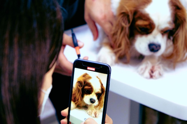 schattige zieke hond wacht op de dierenarts