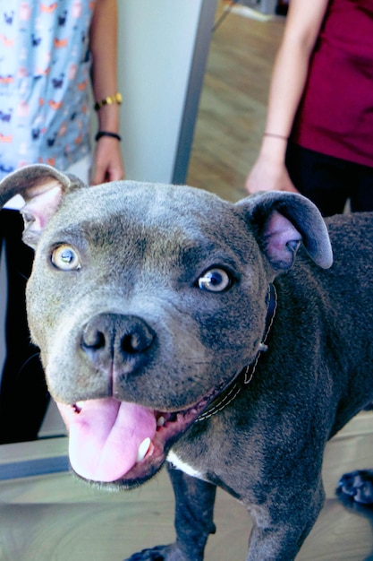 schattige zieke hond wacht op de dierenarts