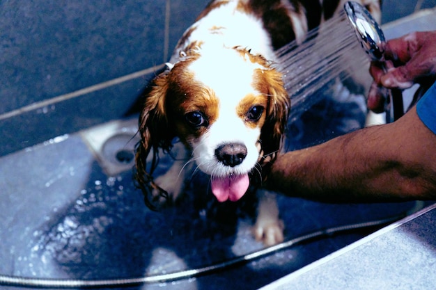 schattige zieke hond wacht op de dierenarts