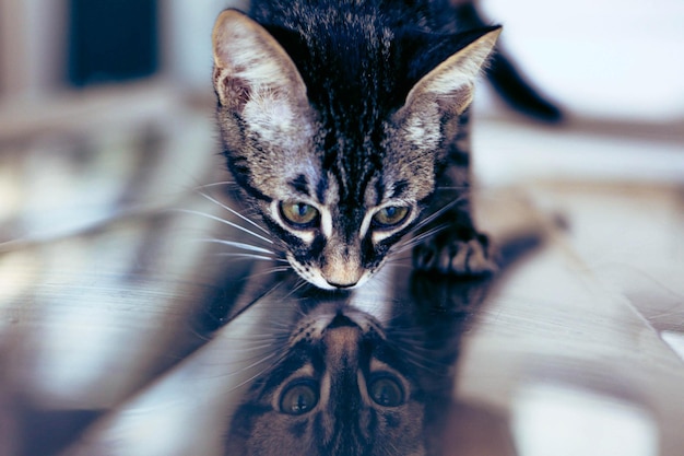 schattige zieke kat wacht op de dierenarts