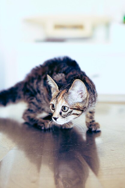 schattige zieke kat wacht op de dierenarts