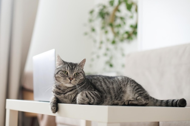 Schattige zilveren Cyperse korthaar kat liggend ontspannen en slapen in de woonkamer thuis