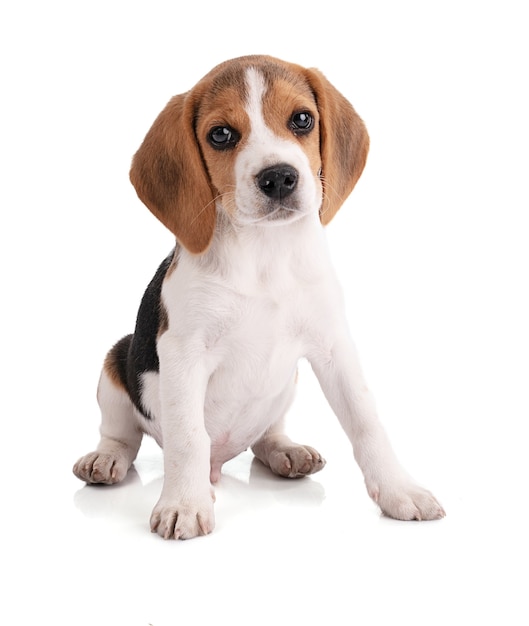 Schattige zittende puppy beagle Vooruitblikkend