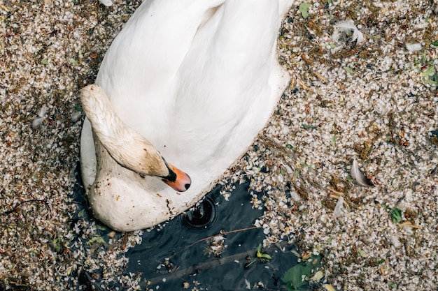 Schattige zwaan en vuile omgeving