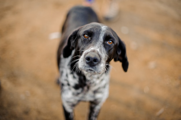 Schattige zwart-witte dakloze hond