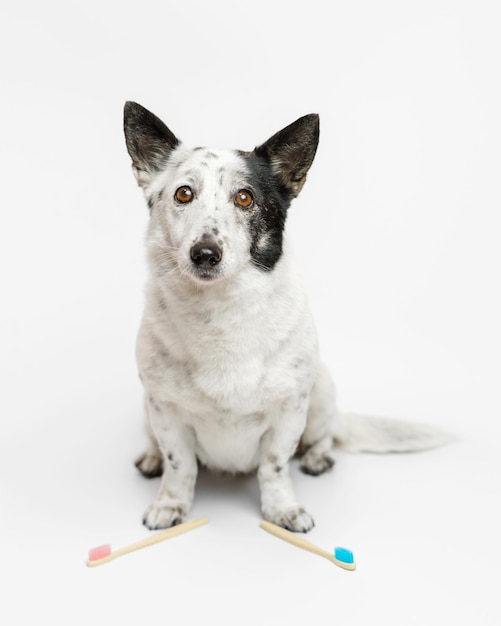 Schattige zwart-witte hond zit, kijkend naar een camera, roze en blauwe tandenborstels voor haar.