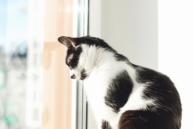 Schattige zwart-witte kat zittend op de vensterbank en kijkend naar het raam op straat Isolatie thuis tijdens coronavirus pandemie concept Schattig katje met nieuwsgierige blik