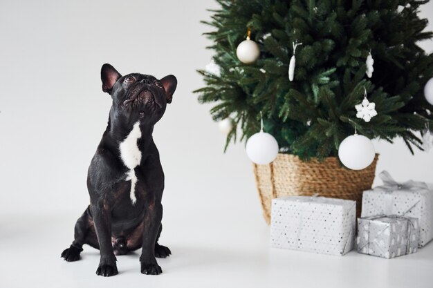 Schattige zwarte hond binnenshuis in de buurt van nieuwe jaar groene boom met geschenkdozen.