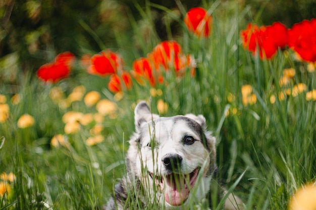 schattige zwarte hond voor een wandeling in een bloeiende weide met gele bloemen