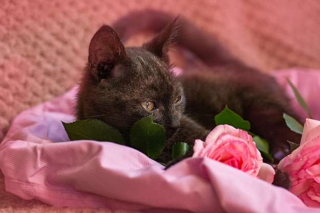 Schattige zwarte kat ontspannen Kitten en roze rozen op deken