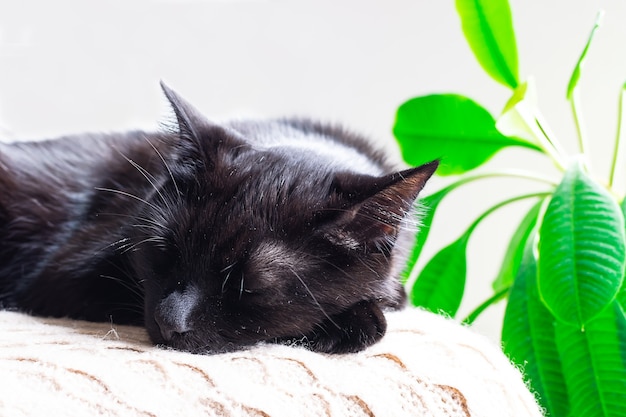 Schattige zwarte kat slapen in de buurt van groene potplant. Gezelligheid en kalm concept. Hygge-stijlsamenstelling