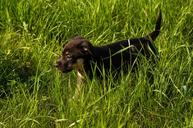 Schattige zwarte puppy rent in de wei