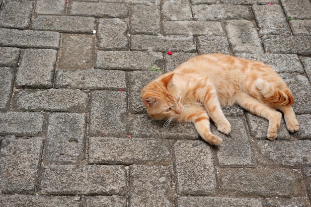 schattige zwerfkatten of straatkatten